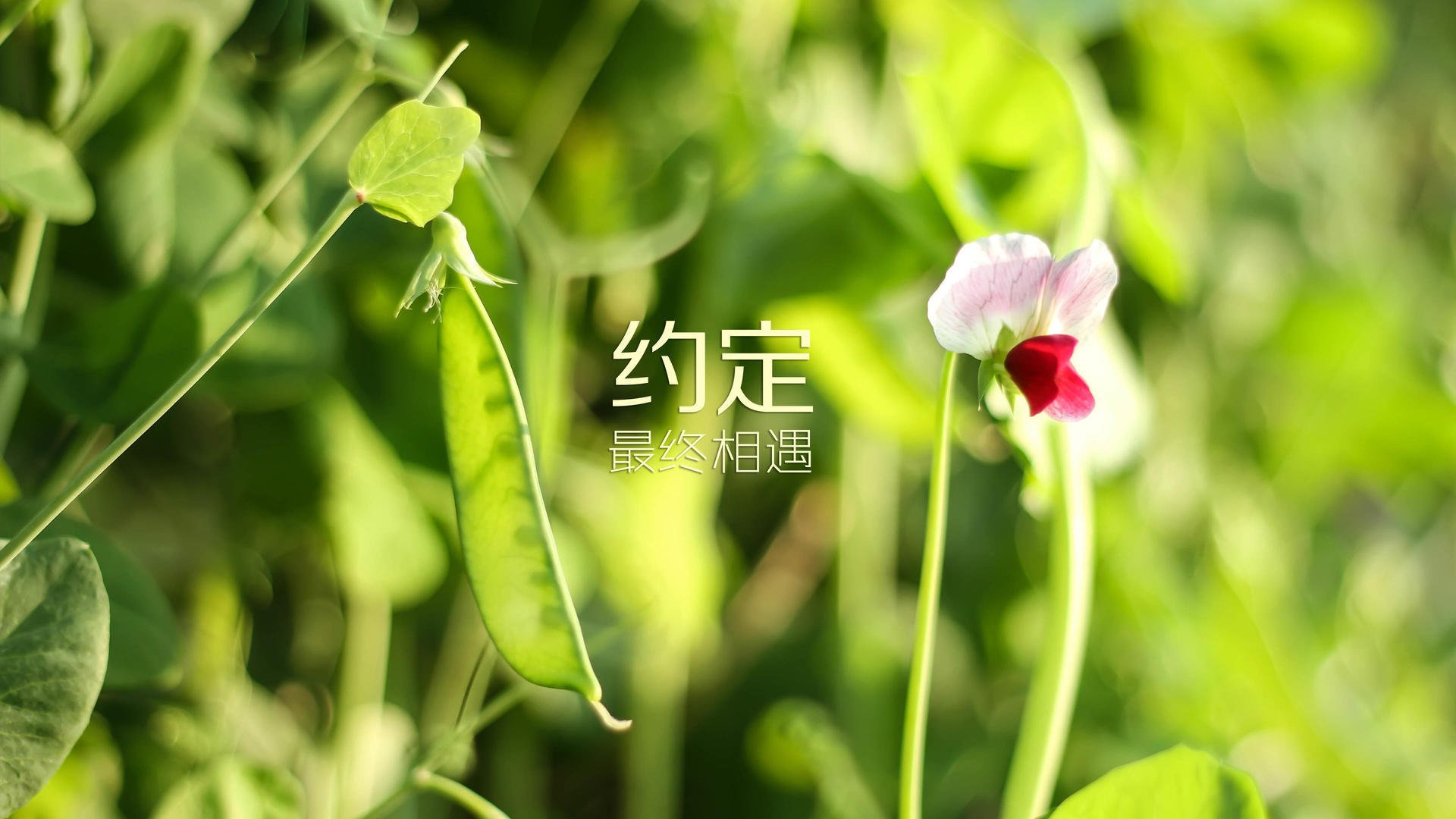 _短途越野跑：城市边缘的速度之争_，最短的越野车