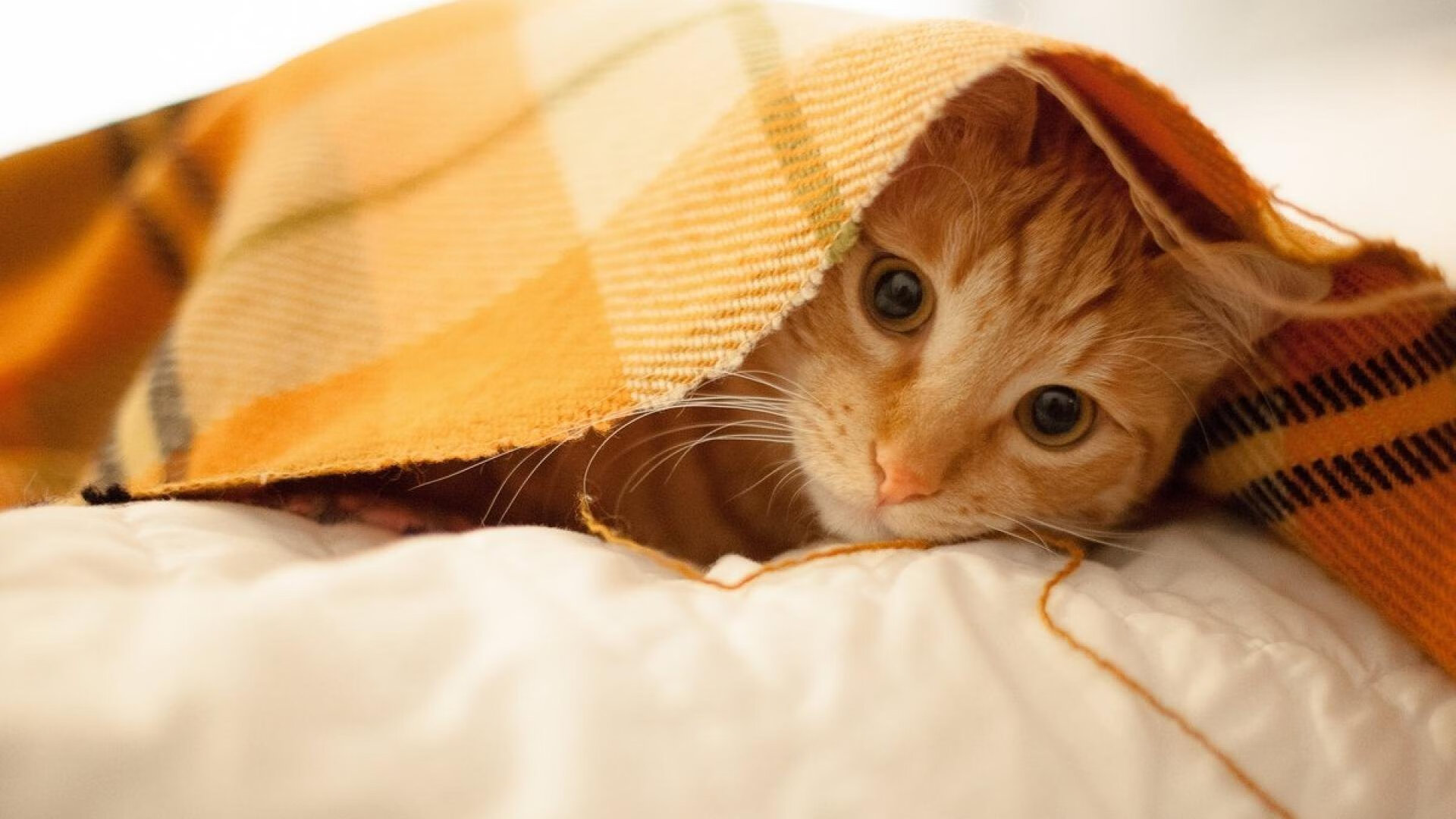 狼队主帅公开表扬队员拼搏精神，赞誉不断，狼队人员