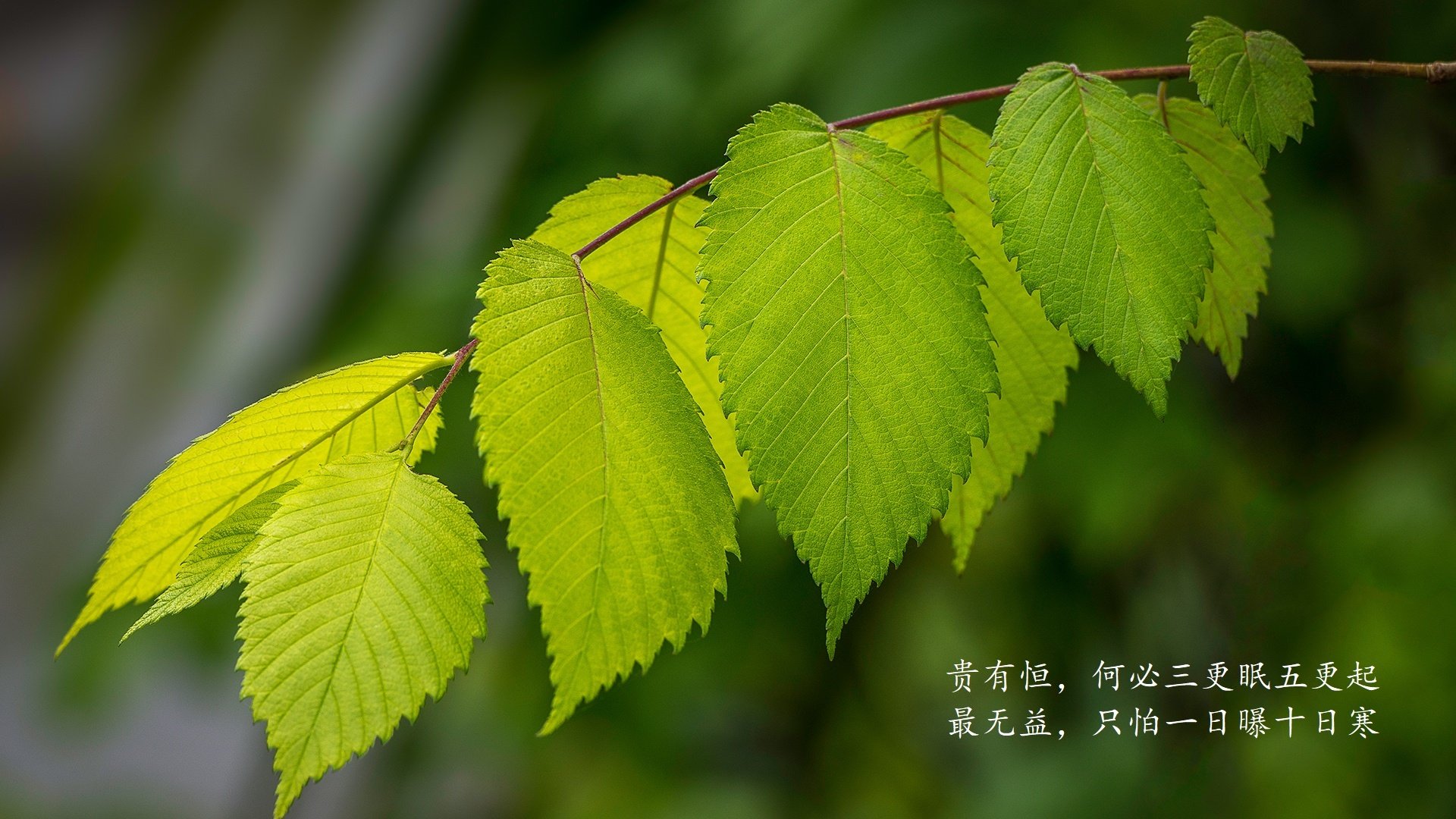 未来裁判：使用AI辅助裁判的试点项目，未来裁判_使用ai辅助裁判的试点项目是什么
