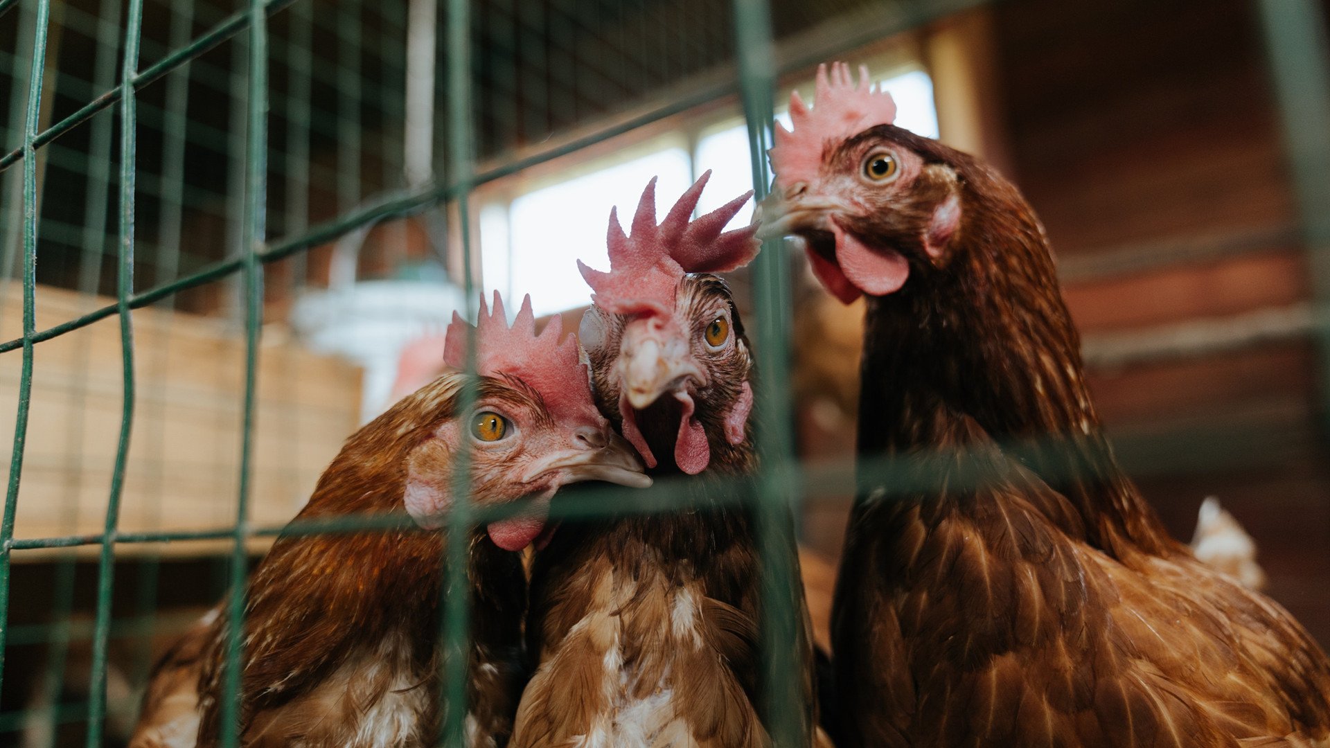 体育明星参与数字火炬传递活动掀起讨论热潮