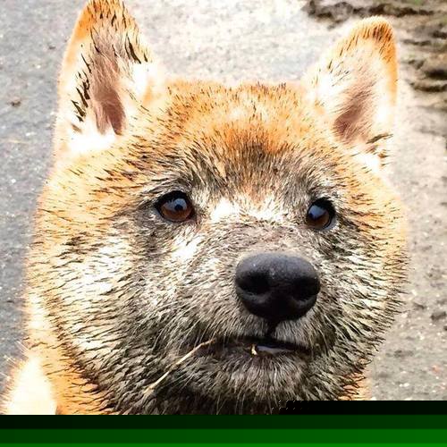 德国女队：虽无奖牌 但收获经验，德国女子足球队