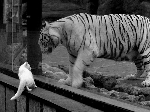 “华金·托比利亚的快速突破与精准决策，成为阿根廷美洲狮队制胜法宝”