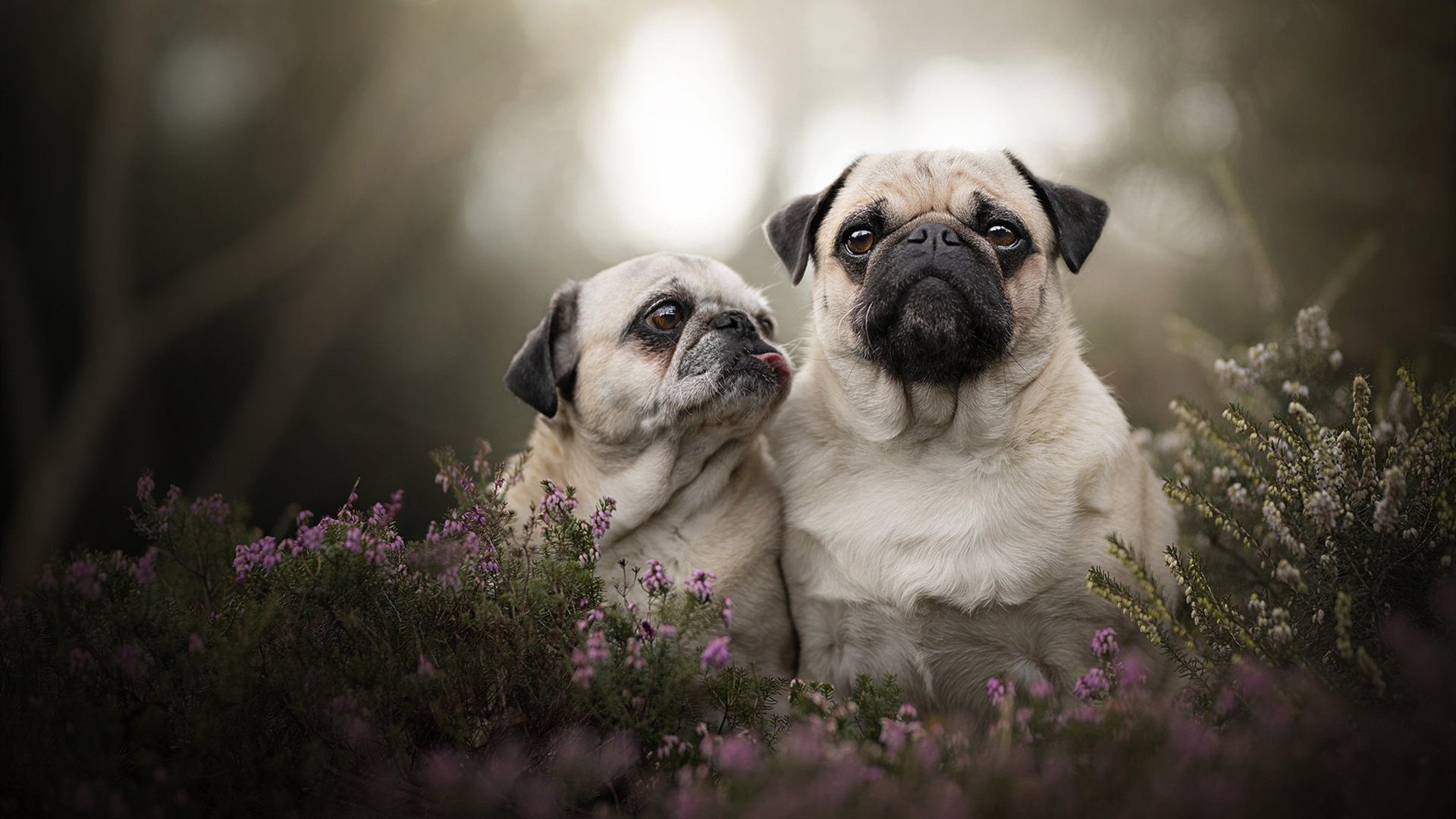 世界杯奇迹逆转:英雄创造史诗!,世界杯之路