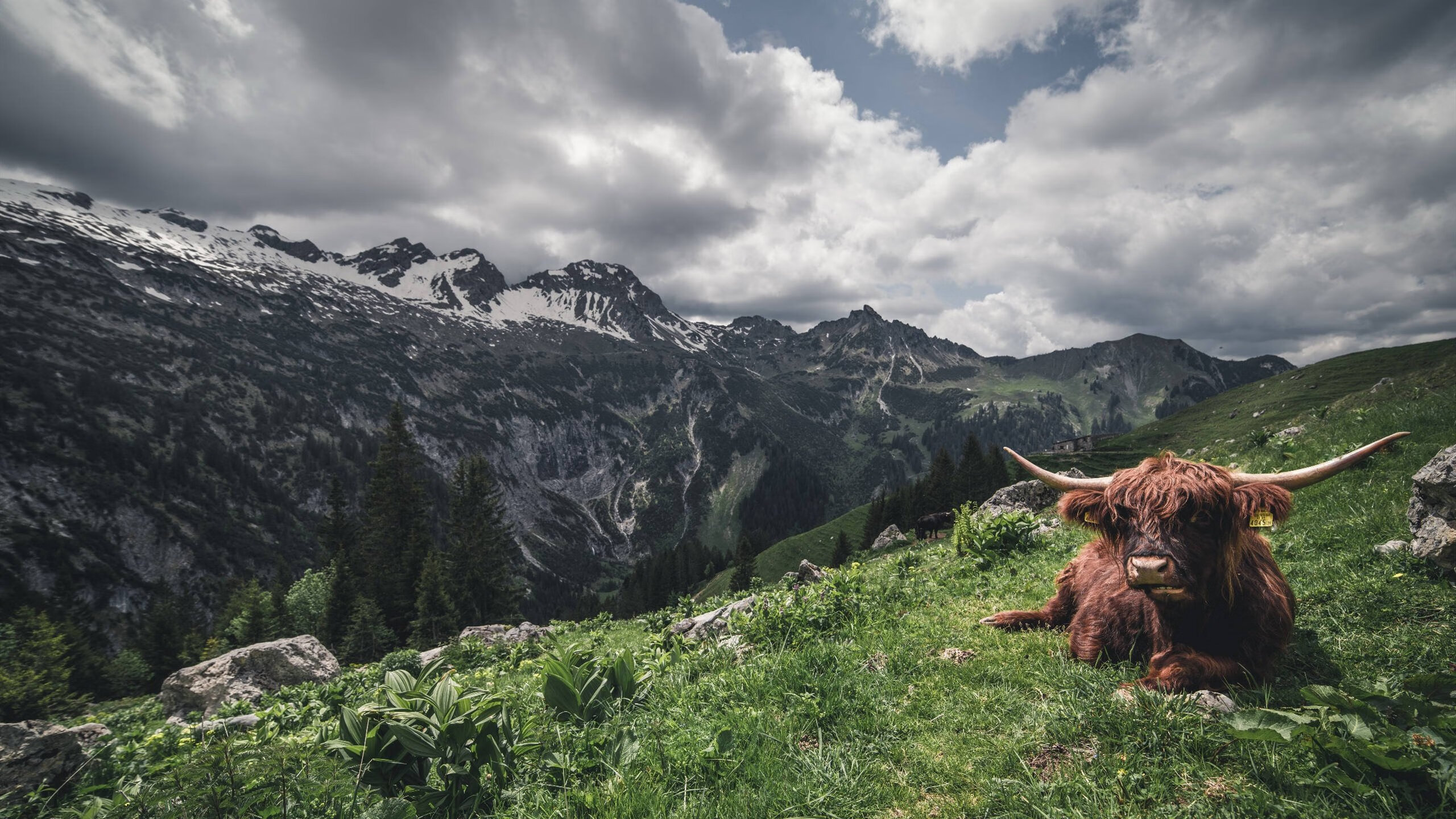 冲刺阶段划幅放大，速度持续加快，冲刺前的阶段叫什么