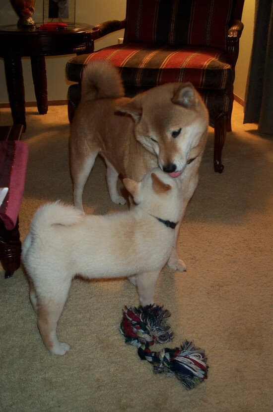 冲刺阶段划幅放大，速度持续加快，冲刺前的阶段叫什么