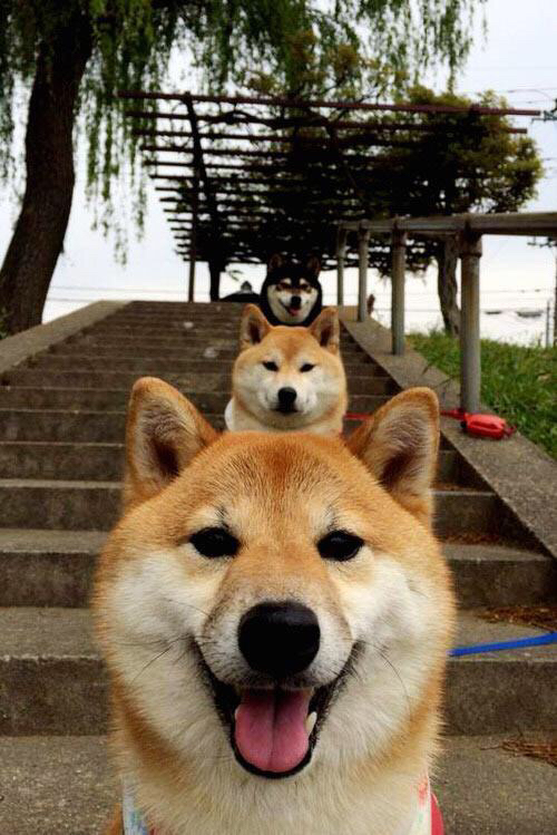 国际田径赛事数据报告引发行业关注，国际田径项目