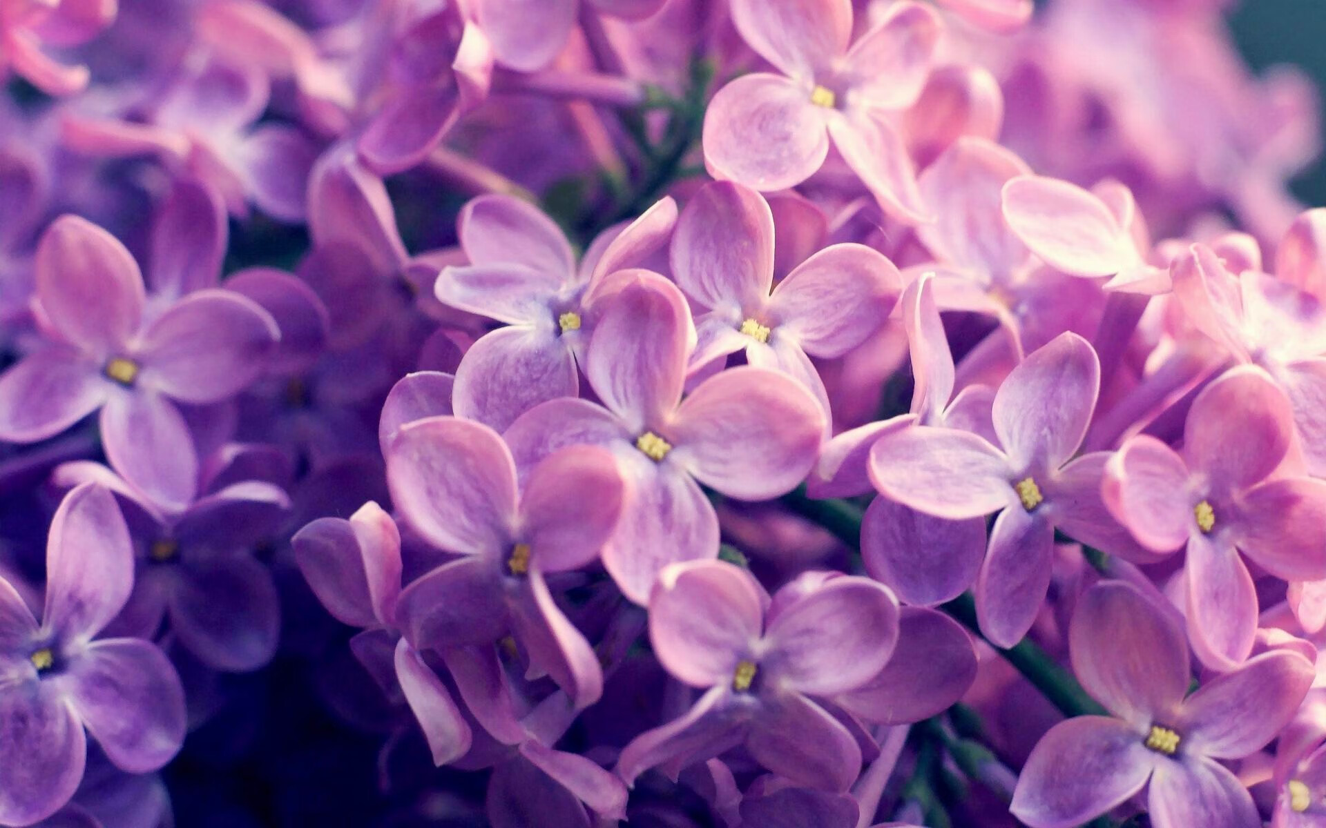 女子4×200米自由泳接力澳大利亚称霸赛场,女子4×100米自由泳接力决赛