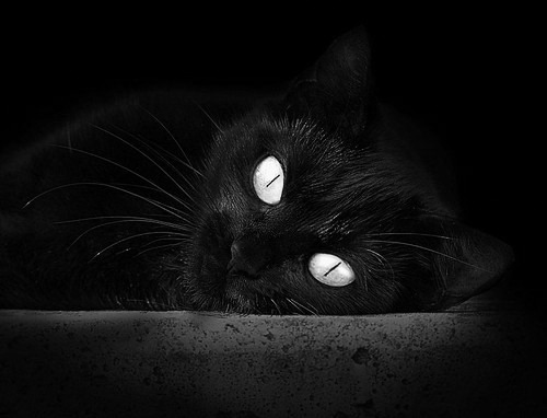 开云中国大陆-张雨霏突破自我刷新纪录，张雨霏专访