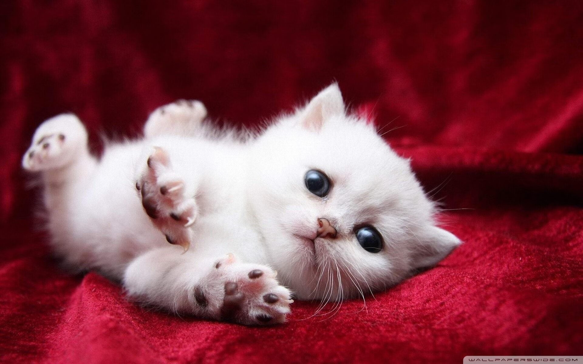 斯洛伐克男篮在欧洲排名持续提升,冲击国际舞台