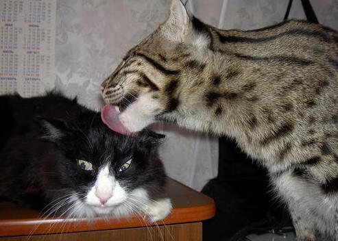 欧洲杯变阵奇思妙想：战术创新领跑趋势！，欧洲杯揭幕战前瞻