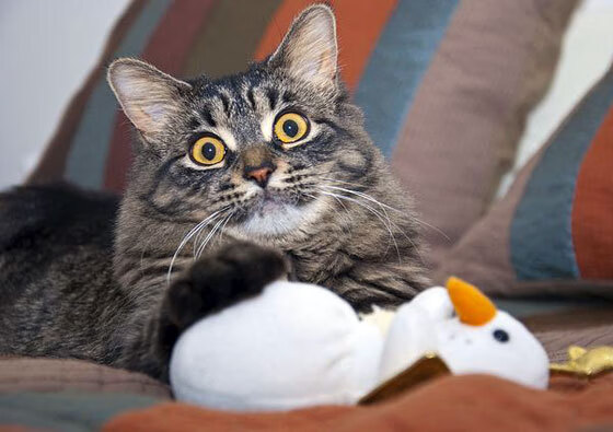 瑞安的个人突破能力，使全黑队的进攻变得更加多样化，瑞安打黑最新新闻