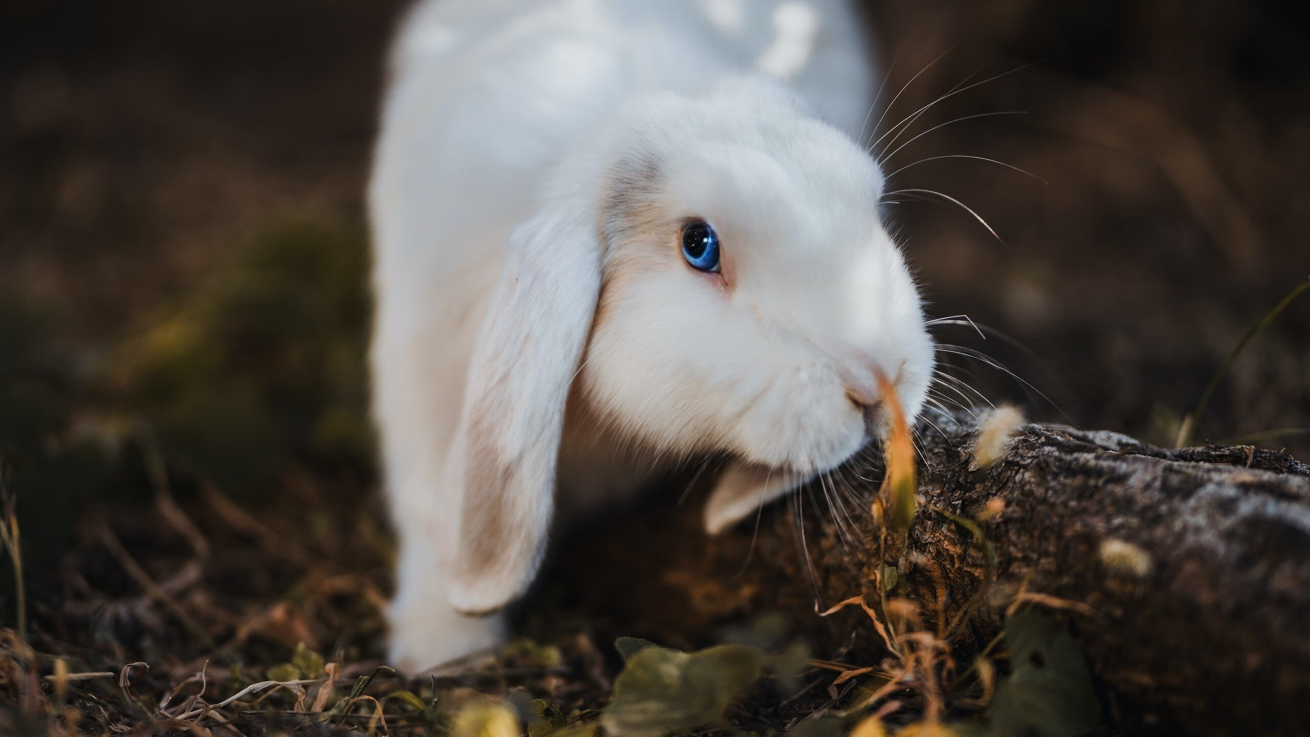 英格兰女子橄榄球队迅速崛起吸引全球关注，英式橄榄球女运动员