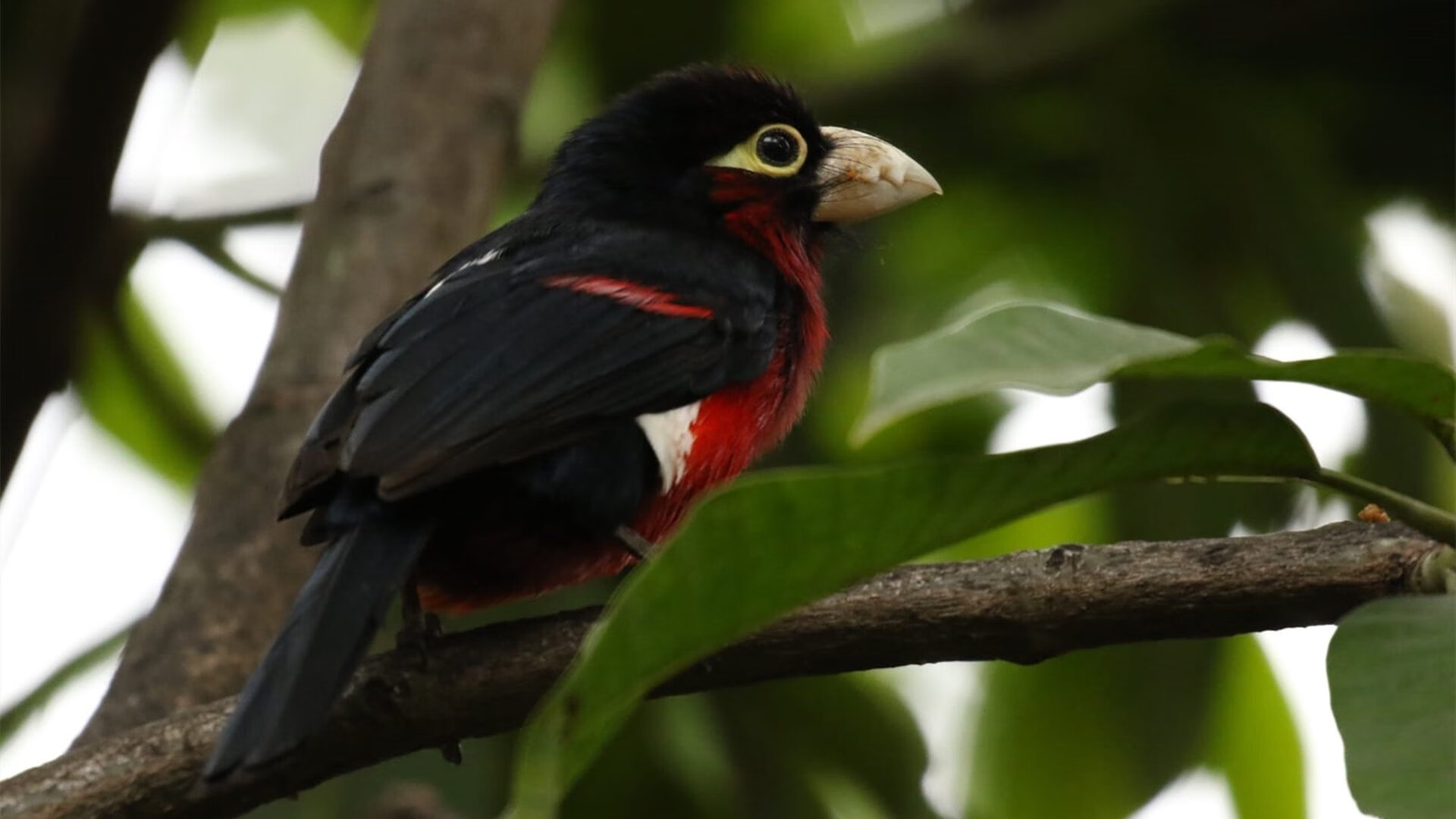 西甲顶级比赛：激情、技巧、精神享受，西甲视频集锦